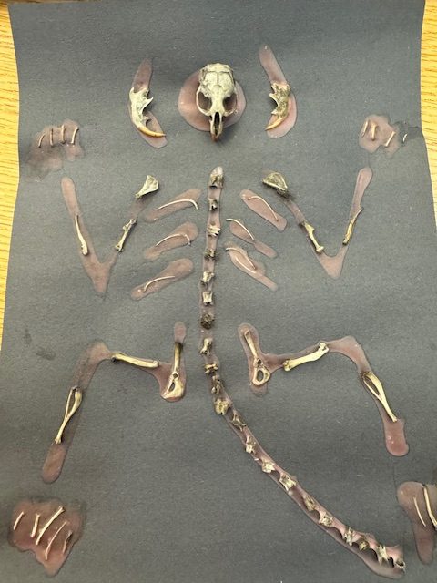 Students matched each bone to the animal it came from, ultimately reconstructing the skeletons of the owl’s prey.